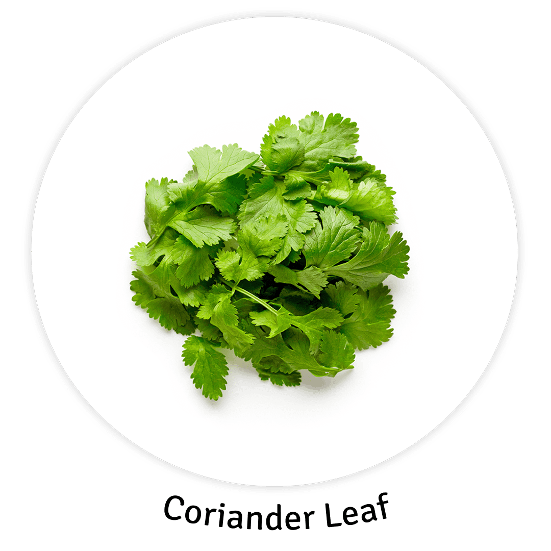 Coriander Leaf